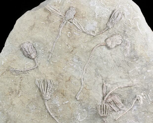 Crinoid Plate With Species - Warsaw Formation, Illinois #47047